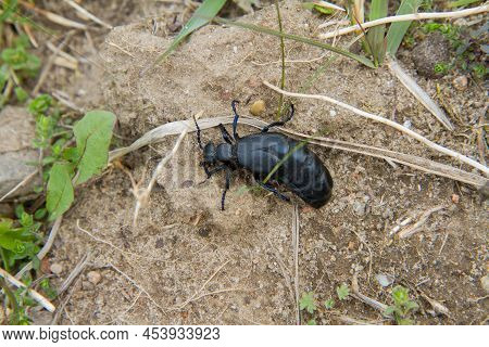 Violet Oil Beetle (meloe Violaceus) In Early Spring