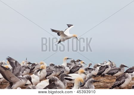 Koloni af australske Gannets Morus serrator