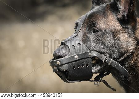 Malinois Belgian Shepherd Dog Head With Muzzle For Protection