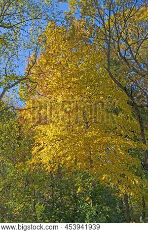 Yellow Leaves Bursting Out Of The Forest In The Crab Tree Nature Preserve In Illinois