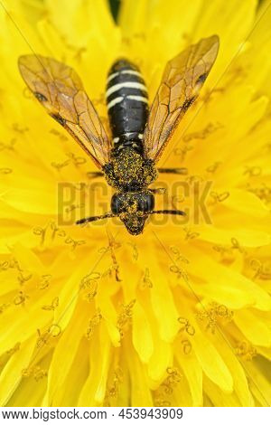 Vertical Closeup On A White Striped Sawfly Species, Tenthredo Koehleri, Sitting On A Yellow Dandelio