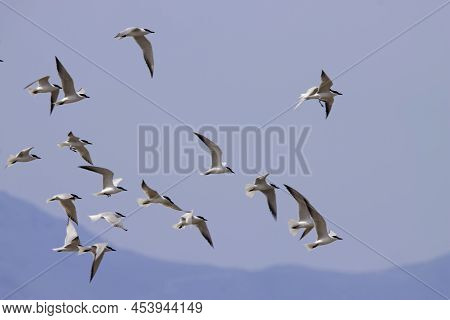 Flying Gull Billed Terns, Gelochelidon Nilotica