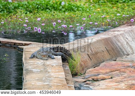 Mugger Crocodile Or Crocodylus Palustris On River Bank