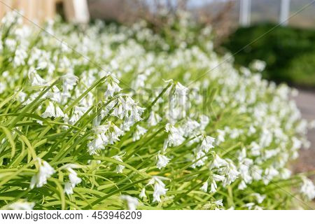 Three Cornered Leek (allium Triquetrum) Flowers
