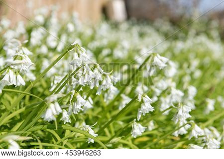 Three Cornered Leek (allium Triquetrum) Flowers