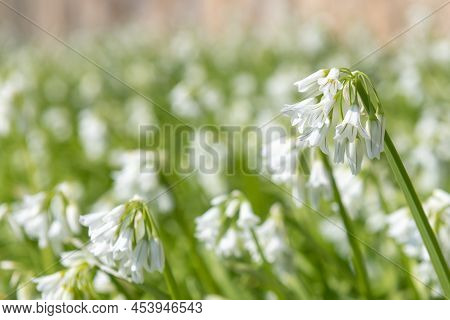 Three Cornered Leek (allium Triquetrum) Flowers