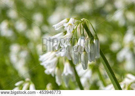 Three Cornered Leek (allium Triquetrum) Flowers
