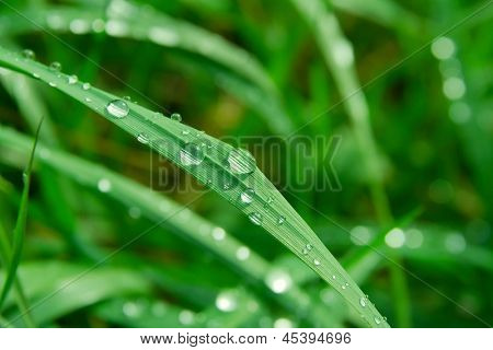 Grass