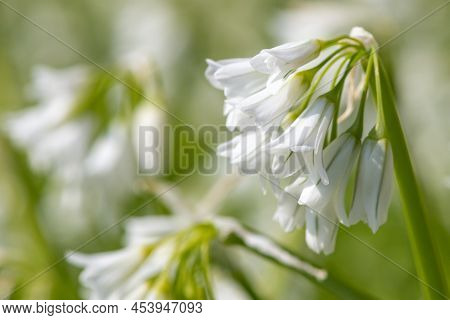 Three Cornered Leek (allium Triquetrum) Flowers