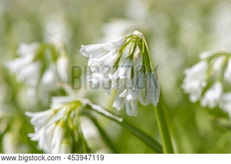 Three Cornered Leek (allium Triquetrum) Flowers