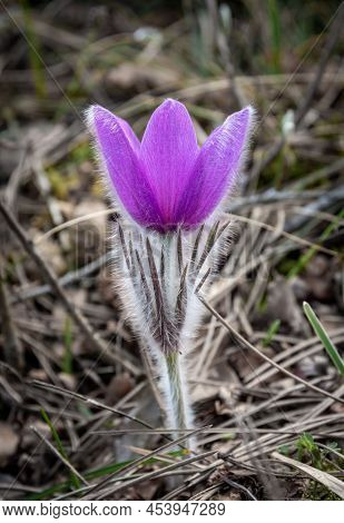 Close Up Of Pulsatilla Vulgaris, Also Known As Pasque Flower, Blooming In The Early Spring