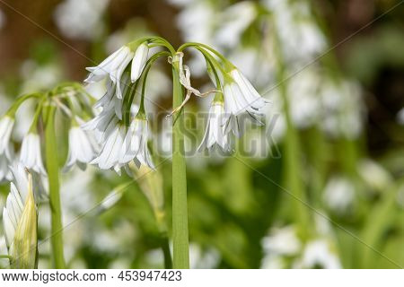 Three Cornered Leek (allium Triquetrum) Flowers