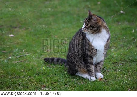 Portrait Of A Free-roaming Tabby Cat In The Village.