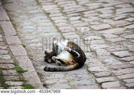 Portrait Of A Free-roaming Tabby Cat In The Village.