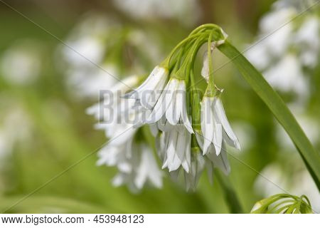 Three Cornered Leek (allium Triquetrum) Flowers