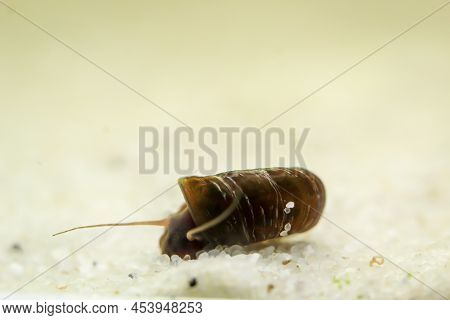 A Post Horn Snail In The Aquarium. Its Shell Is Shaped Like A Post Horn.