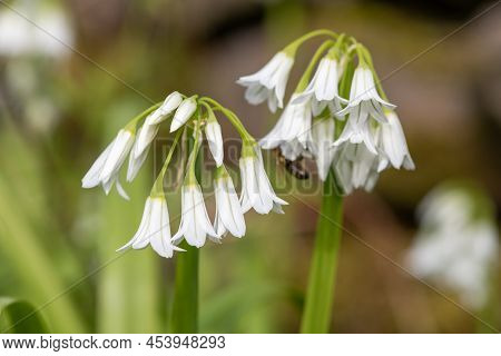 Three Cornered Leek (allium Triquetrum) Flowers