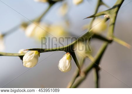 Tree Blooming Spinescent Branch Closeup. Early Spring Flower On Blurred Background
