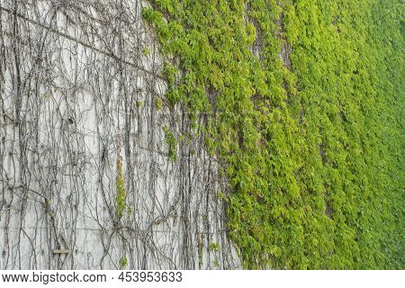 Green Ivy On Wall Of Buildiong. Natural Background