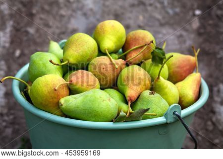 Light Green Bucket Full Of Harvested Fresh Organic Pears Closeup With Selective Focus And Blurred Ba