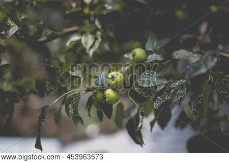 Wild Pear With Infected Leaves. Disease On The Leaves Of A Pear. Septoria Pear - Small Gray Spots Wi