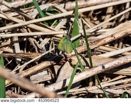 Macro Of Beautiful Butterfly - The Green Hairstreak (callophrys Rubi) Sitting On A Dry Plant Stem Wi