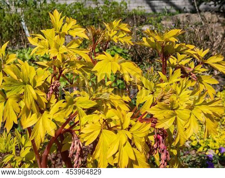 Bright Yellow Leaves Of The Bleeding Heart Plant Cultivar (dicentra Spectabilis) 'gold Hearts'. Gold