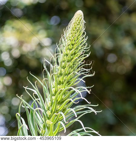 Close Up Of A Tree Echium (echium Pininana) Plant Emerging Into Bloom
