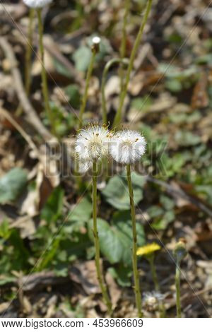 Coltsfoot Seed Heads In The Garden In Spring