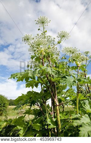Giant Hogweed In Sunlight In Summer. A Large Hogweed Plant With A White Inflorescence. Poisonous Pla