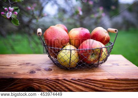 Basket Of Red Apples On A Rustic Wooden Table In A Blooming Meadow Orchard. Short Depth Of Field.