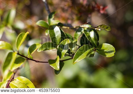 Green Leaves Of The Ilex Crenata, The Japanese Holly Or Box-leaved Holly Also Known As Inutsuge In J