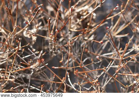 Dry Twigs Of Enkianthus Perulatus Known In Japan As Doudan Tsutsuji Is A Species Of Flowering Plant 