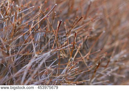 Dry Twigs Of Enkianthus Perulatus Known In Japan As Doudan Tsutsuji Is A Species Of Flowering Plant 