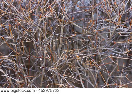 Dry Twigs Of Enkianthus Perulatus Known In Japan As Doudan Tsutsuji Is A Species Of Flowering Plant 