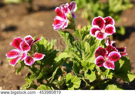 Geranium Elegance, Imperial Plant Burgundy-purple, Perennial Flowers In The Garden