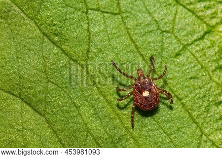 A Lone Star Tick Isolated On A Green Leaf