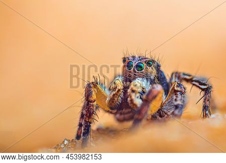 Spider Portrait, Jumping Spider Portrait - Aurelius V-insignitus
