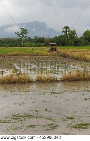 Tractor In Rice Field, Mechanism Farmer Rice Cultivation