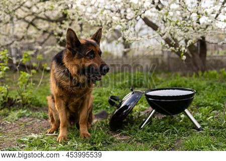 Barbecue Grill Stands In A Meadow Among The Green Grass. Picnic In Nature. Dog Nearby