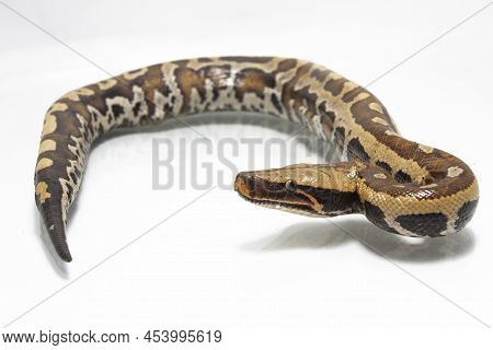 Sumatran Blood Python Brongersmai Isolated On White Background