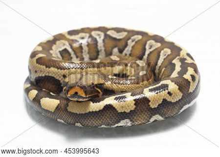 Sumatran Blood Python Brongersmai Isolated On White Background