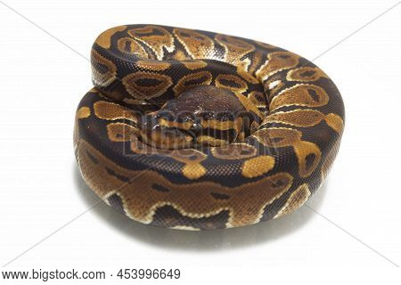 Ball Python Python Regius Isolated On White Background