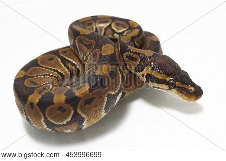 Ball Python Python Regius Isolated On White Background