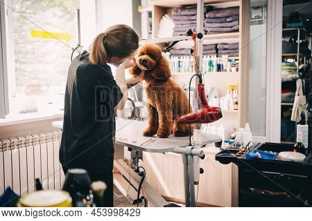 Haircut Of The Muzzle Of A Large Red Dog. High Quality Photo