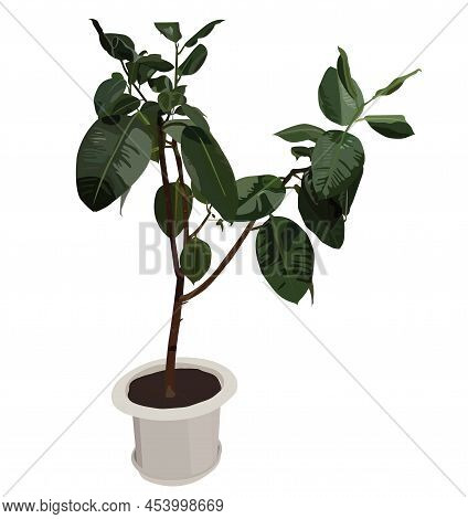 Ficus. Exotic Green Plant In A Tub. Vector Stock Illustration Isolated On White Background.