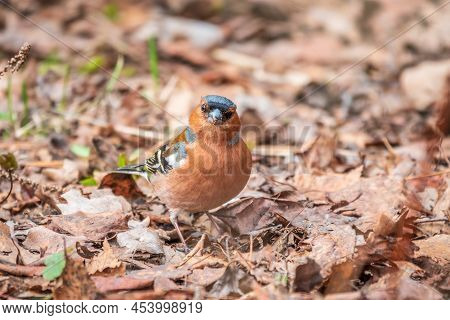 Common Chaffinch, Fringilla Coelebs, Sits On The Ground In Spring. Common Chaffinch In Wildlife.