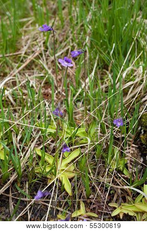 Common Butterwort, Pinguicula vulgaris