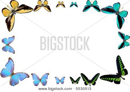 เฟรมจากผีเสื้อ