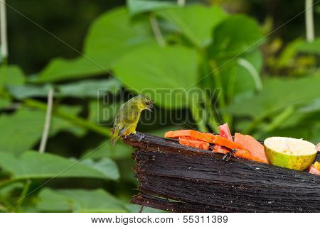 Olive Backed Euphonia